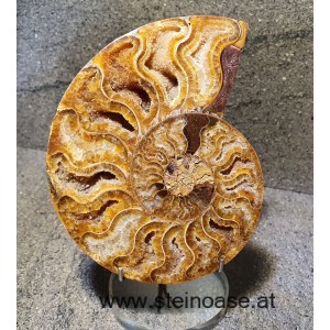 Ammonite /Fossil 